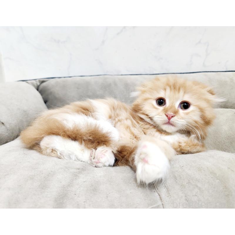 販売中の北海道のスコティッシュフォールド-132677の5枚目