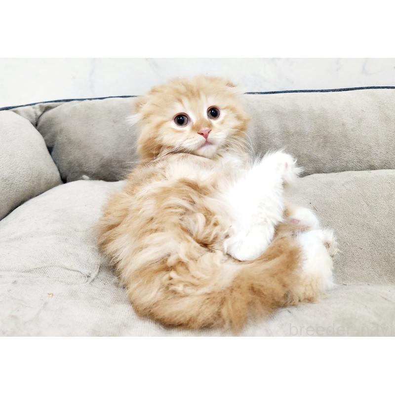 販売中の北海道のスコティッシュフォールド-132677の4枚目