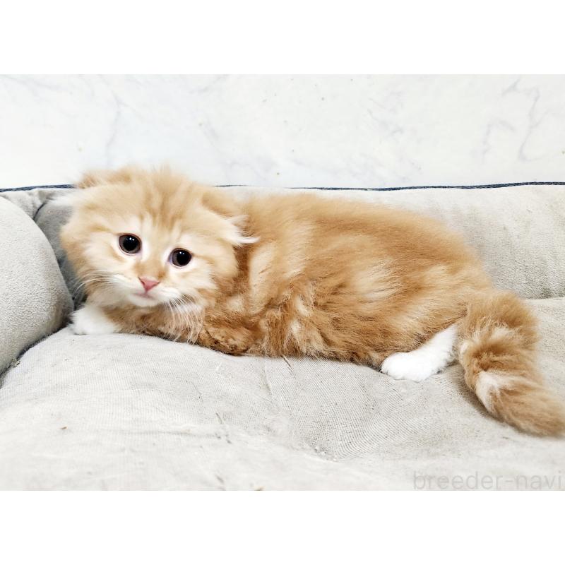 販売中の北海道のスコティッシュフォールド-132677の2枚目