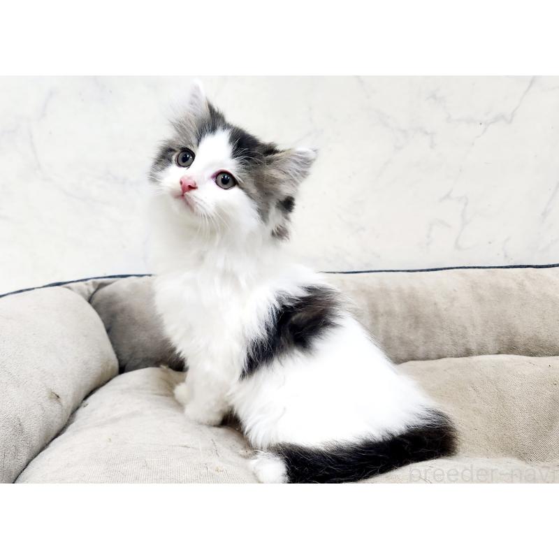 販売中の北海道のスコティッシュフォールド-132678の8枚目