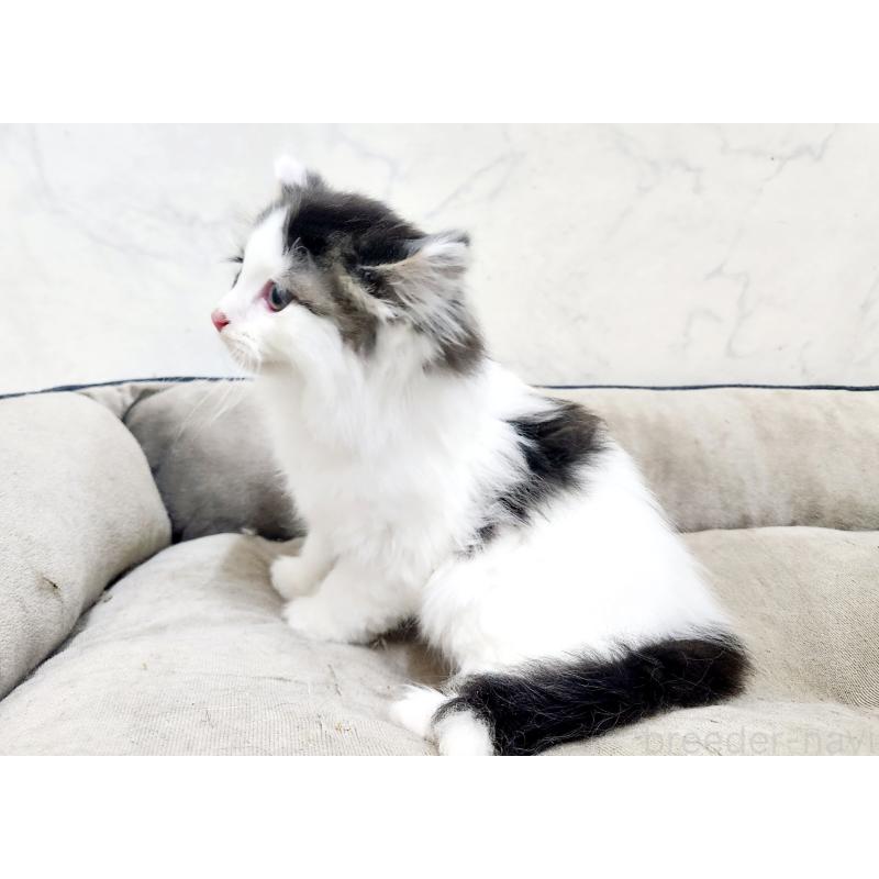 販売中の北海道のスコティッシュフォールド-132678の6枚目