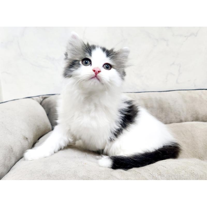 販売中の北海道のスコティッシュフォールド-132678の5枚目