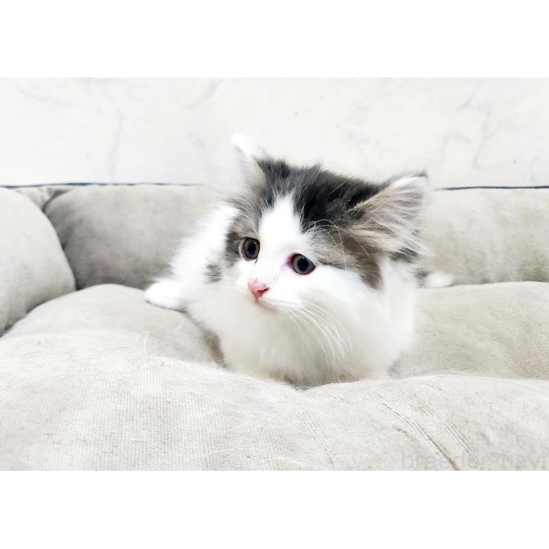 販売中の北海道のスコティッシュフォールド-132678の4枚目