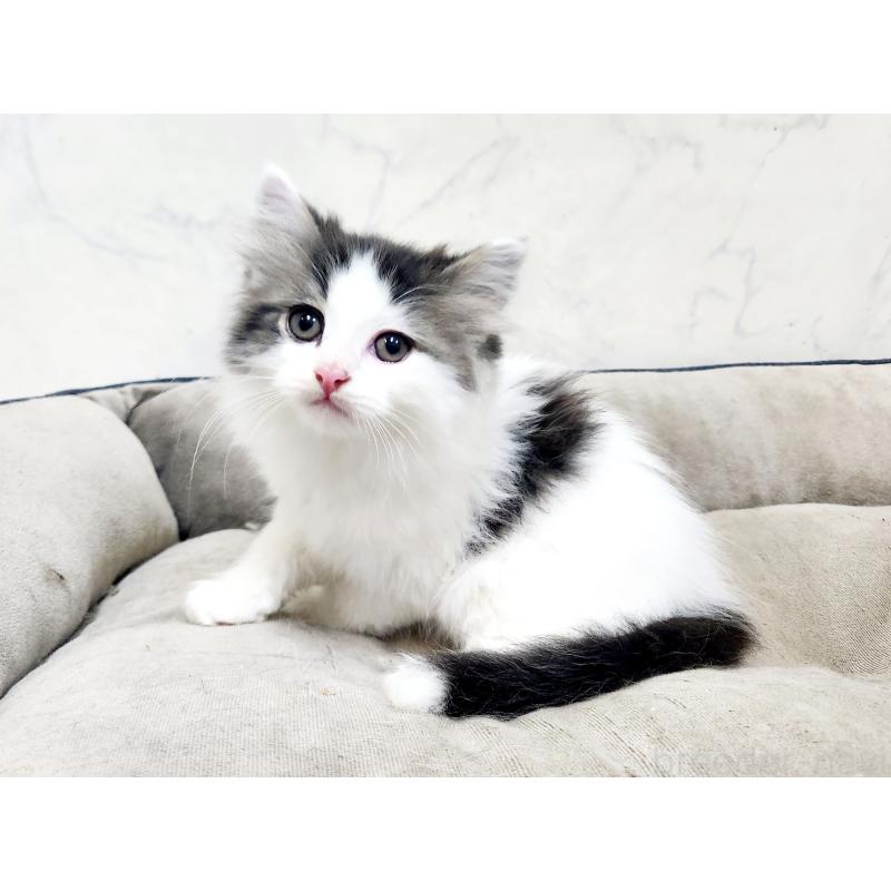 販売中の北海道のスコティッシュフォールド-132678の3枚目