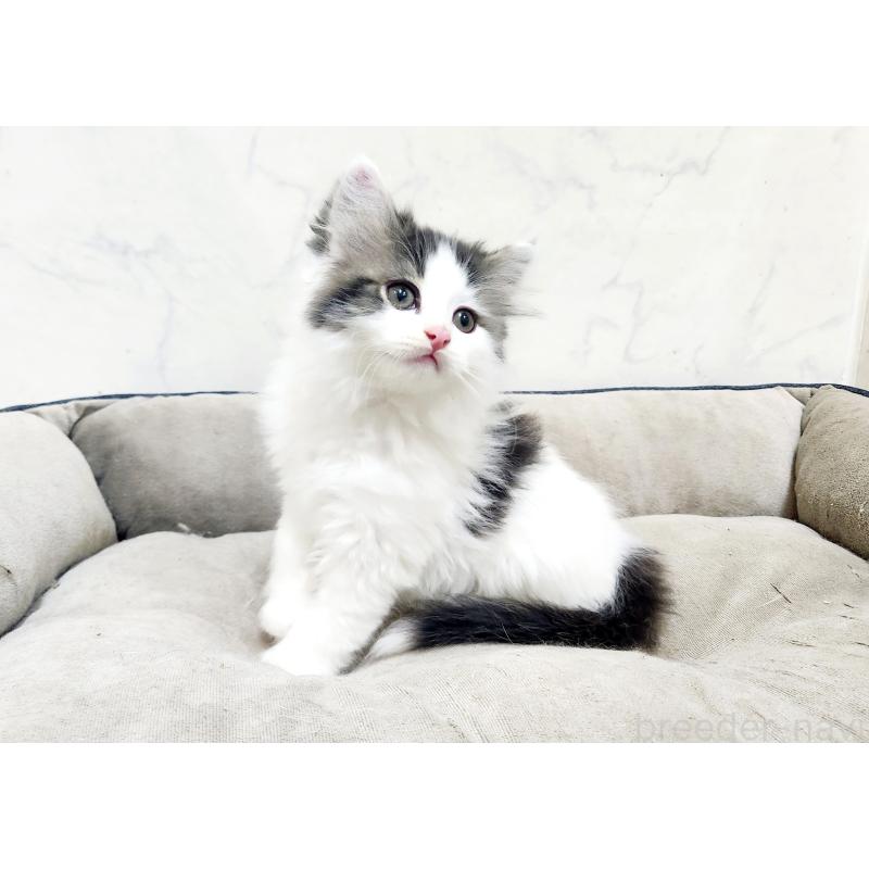 販売中の北海道のスコティッシュフォールド-132678の2枚目