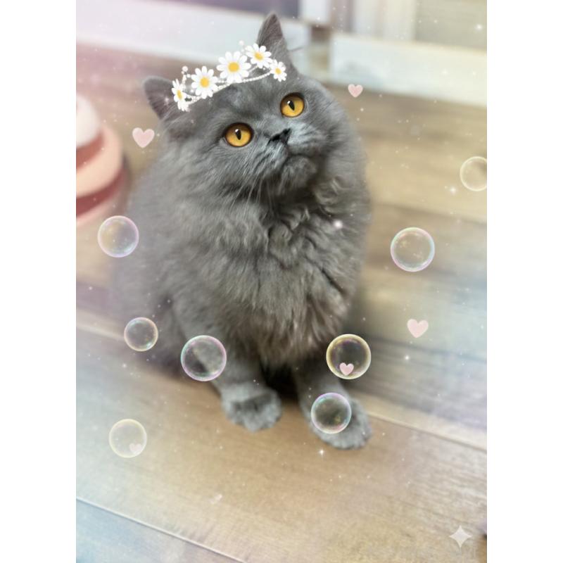 販売中の埼玉県のブリティッシュロングヘア-131914の8枚目