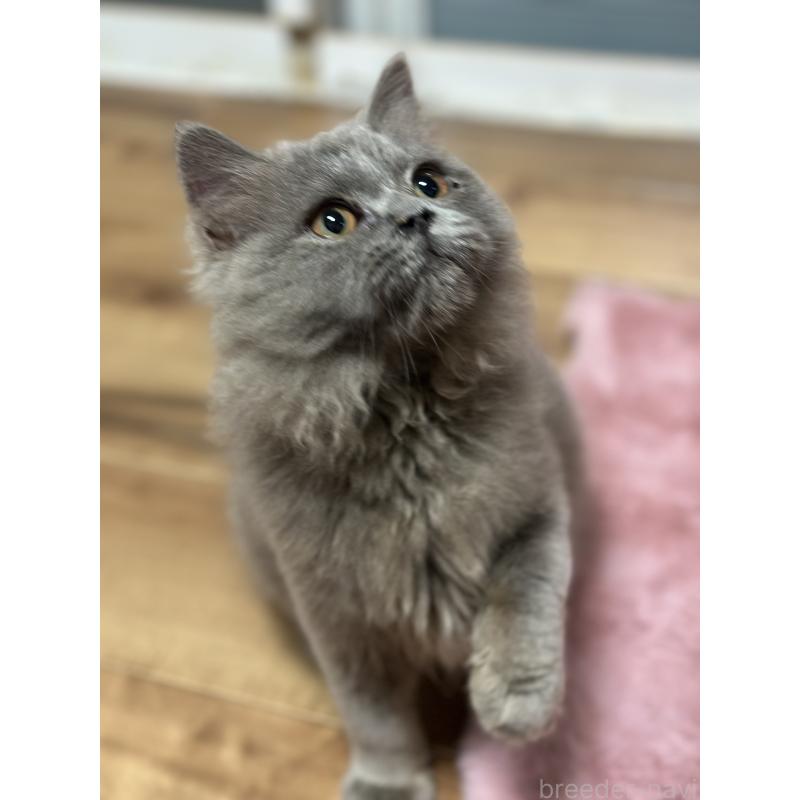 販売中の埼玉県のブリティッシュロングヘア-131914の7枚目