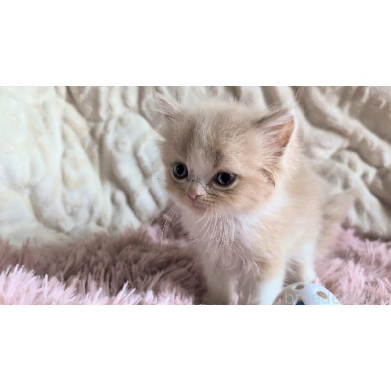 販売中の熊本県のスコティッシュフォールド-130365の4枚目