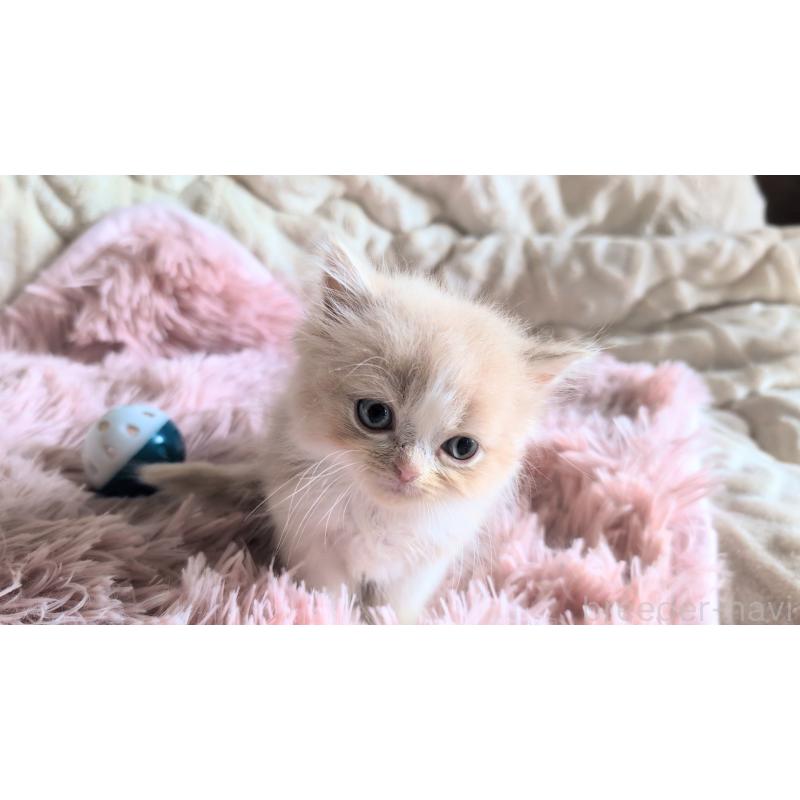 販売中の熊本県のスコティッシュフォールド-130365の3枚目