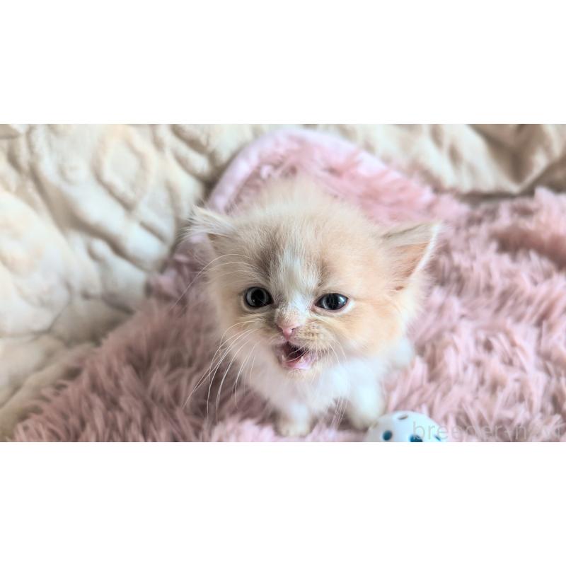 販売中の熊本県のスコティッシュフォールド-130365の2枚目