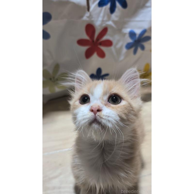 販売中の熊本県のマンチカン(短足)-129647の3枚目