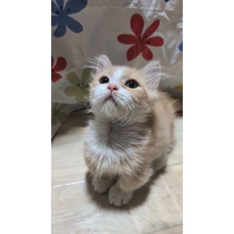 販売中の熊本県のマンチカン(短足)-129647の2枚目