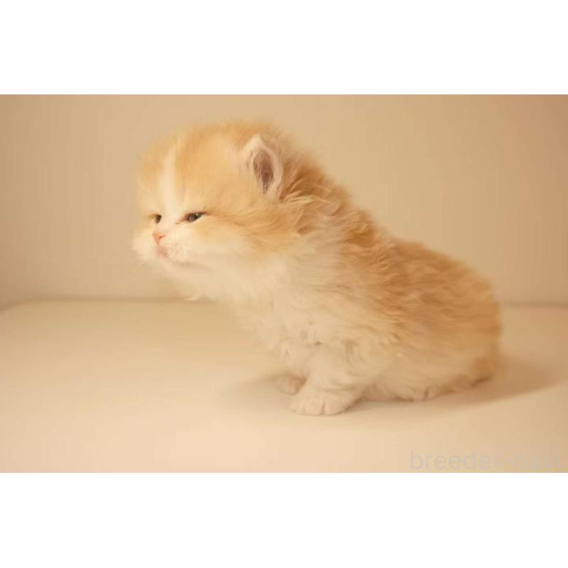 商談中の東京都のブリティッシュロングヘア-132569の2枚目