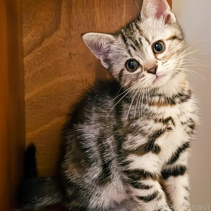 商談中の群馬県のアメリカンショートヘア-130241