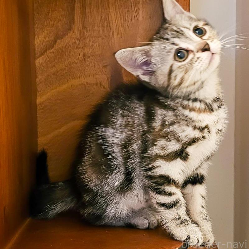 成約済の群馬県のアメリカンショートヘア-130241の4枚目