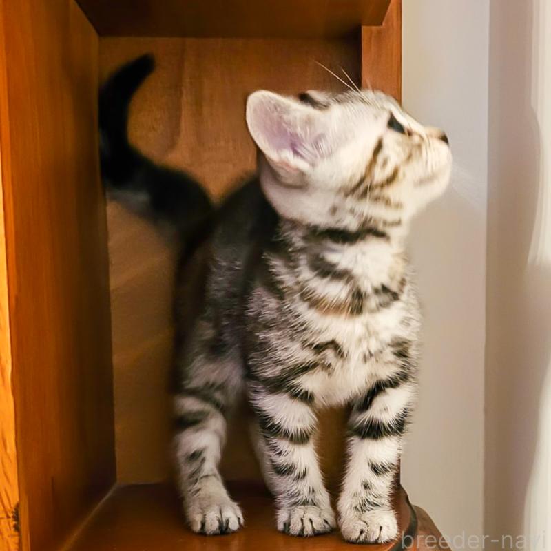 成約済の群馬県のアメリカンショートヘア-130241の3枚目