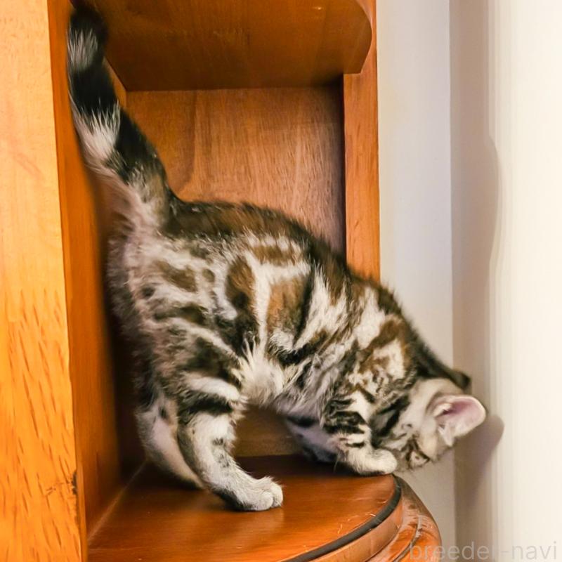 成約済の群馬県のアメリカンショートヘア-130241の2枚目