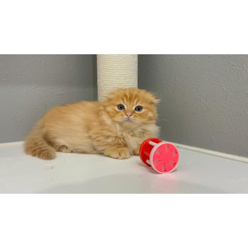 販売中の福岡県のマンチカン(短足)-130922の2枚目