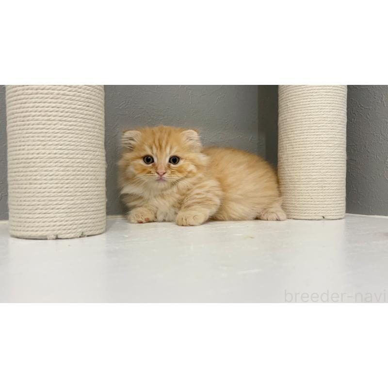 販売中の福岡県のマンチカン(短足)-130674の2枚目