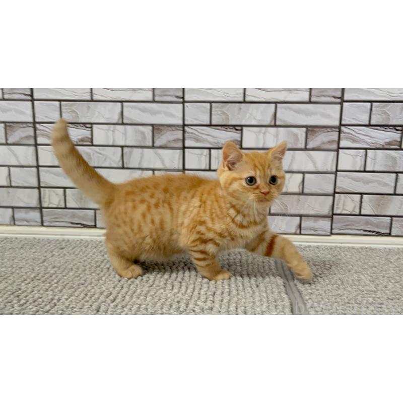 成約済の福岡県のマンチカン-130673の2枚目