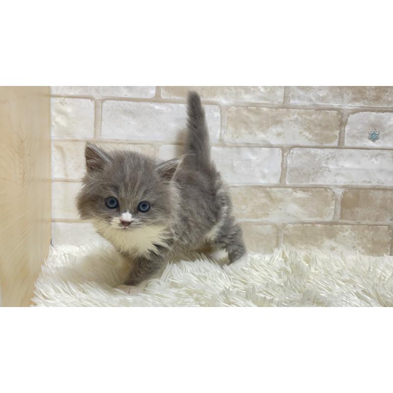 販売中の愛知県のマンチカン-132520の5枚目