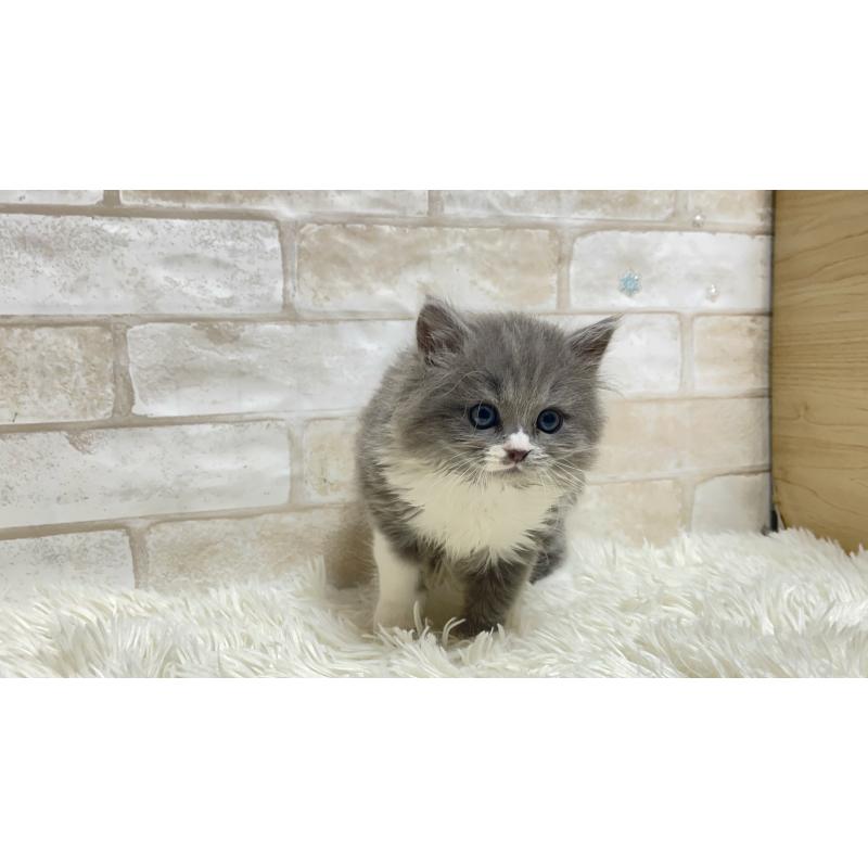 販売中の愛知県のマンチカン-132520の4枚目