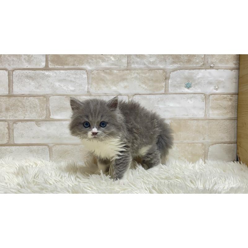 販売中の愛知県のマンチカン-132520の3枚目