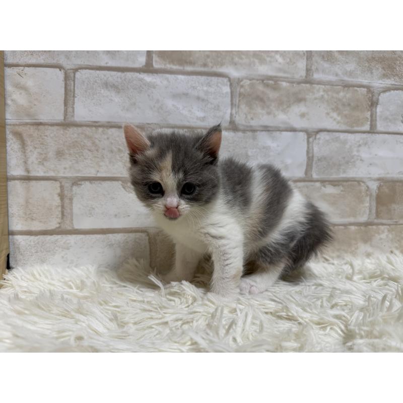 販売中の愛知県のマンチカン-132523の4枚目