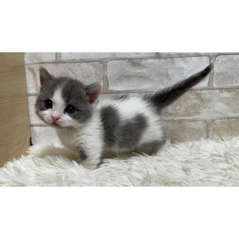 販売中の愛知県のマンチカン(短足)-132522の5枚目