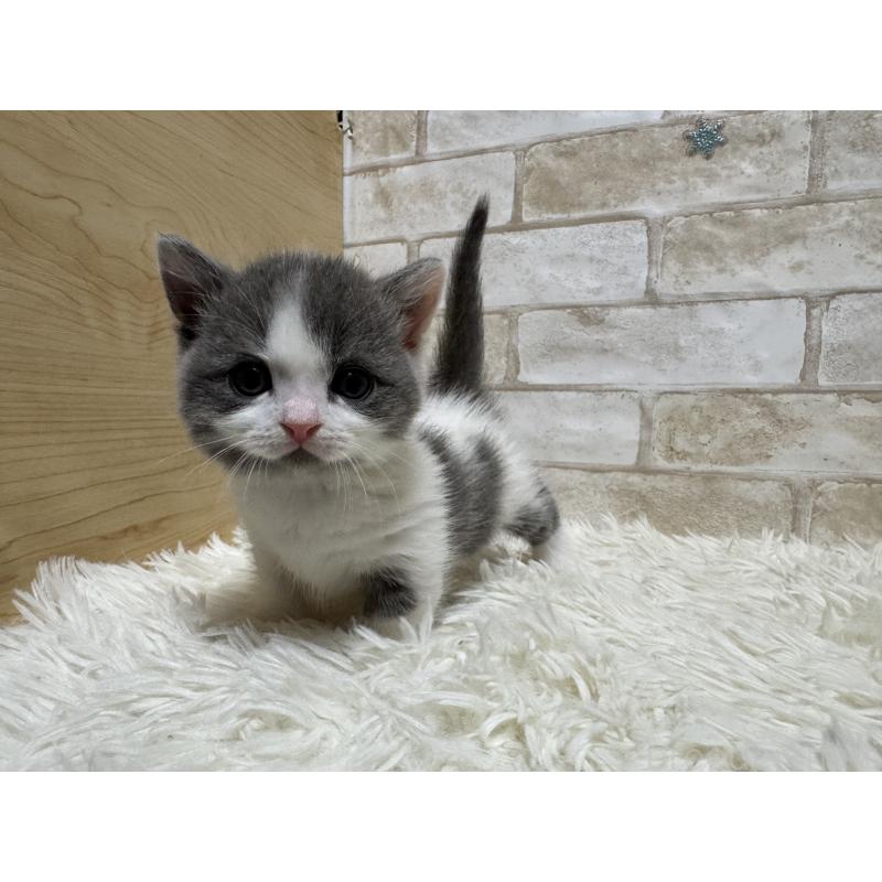 販売中の愛知県のマンチカン(短足)-132522の3枚目