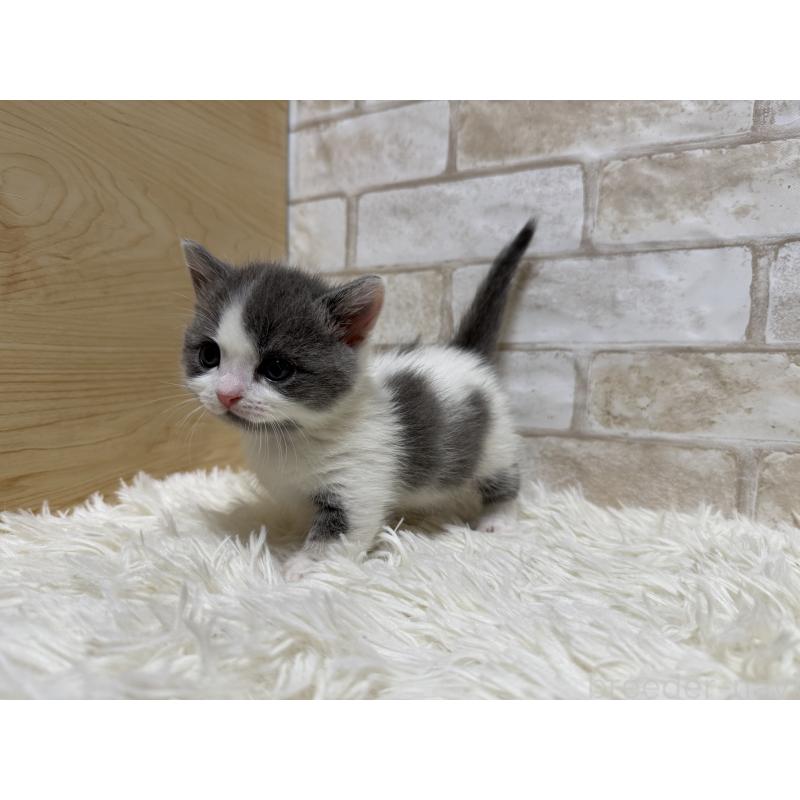 販売中の愛知県のマンチカン(短足)-132522の2枚目