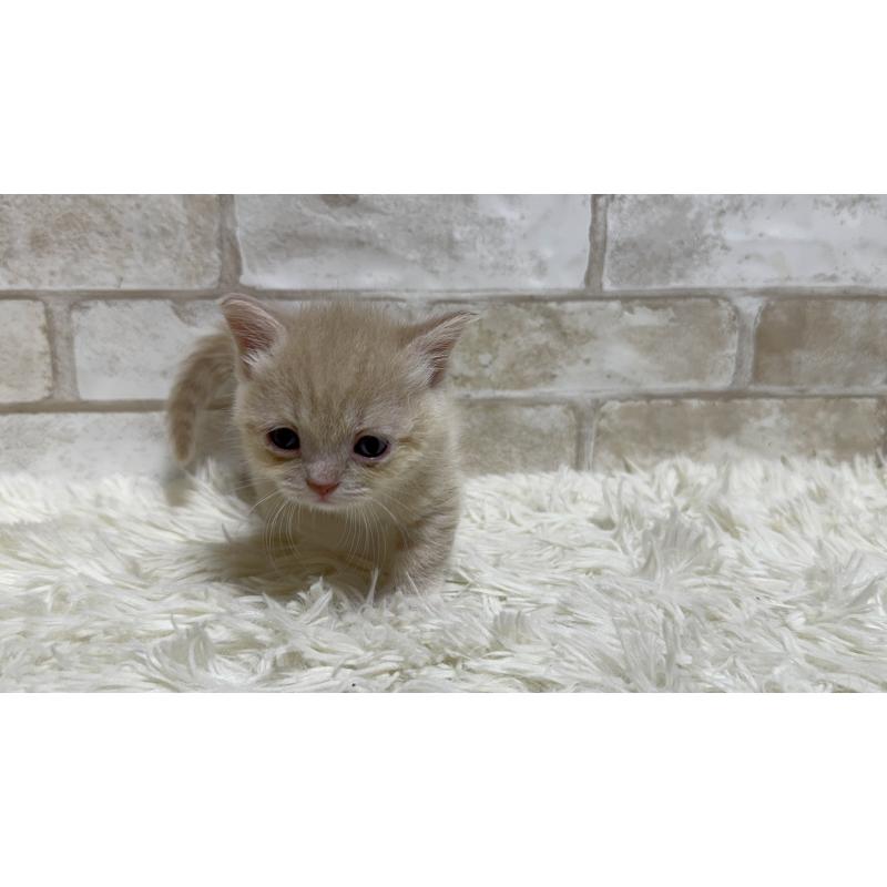 販売中の愛知県のマンチカン(短足)-132524の5枚目