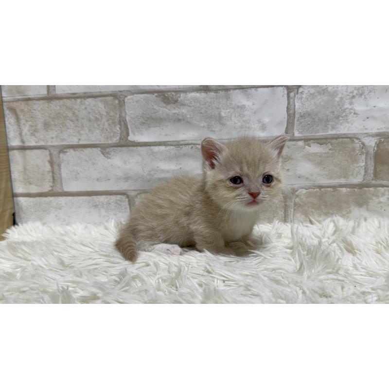 販売中の愛知県のマンチカン(短足)-132524の4枚目