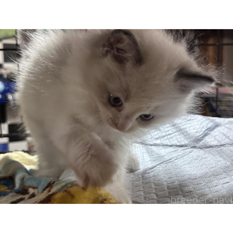 販売中の兵庫県のラグドール-132570の2枚目