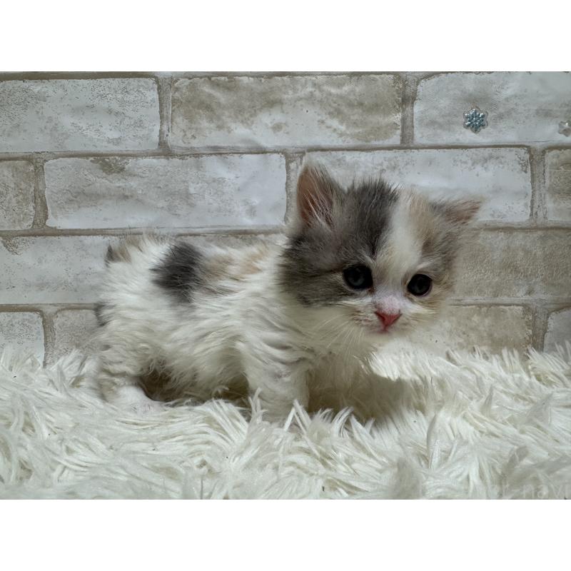 販売中の愛知県のマンチカン(短足)-132526の5枚目