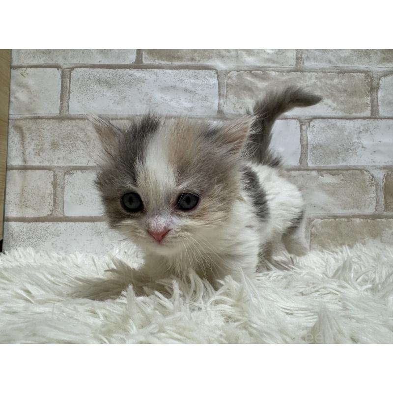 販売中の愛知県のマンチカン(短足)-132526の4枚目