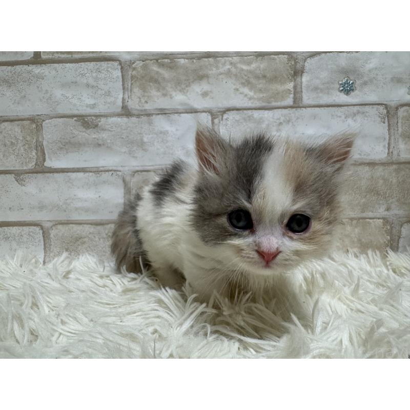 販売中の愛知県のマンチカン(短足)-132526の3枚目