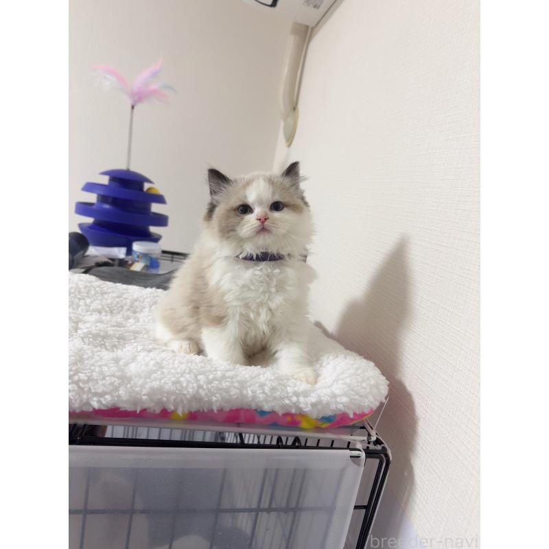 販売中の福岡県のラグドール-130333