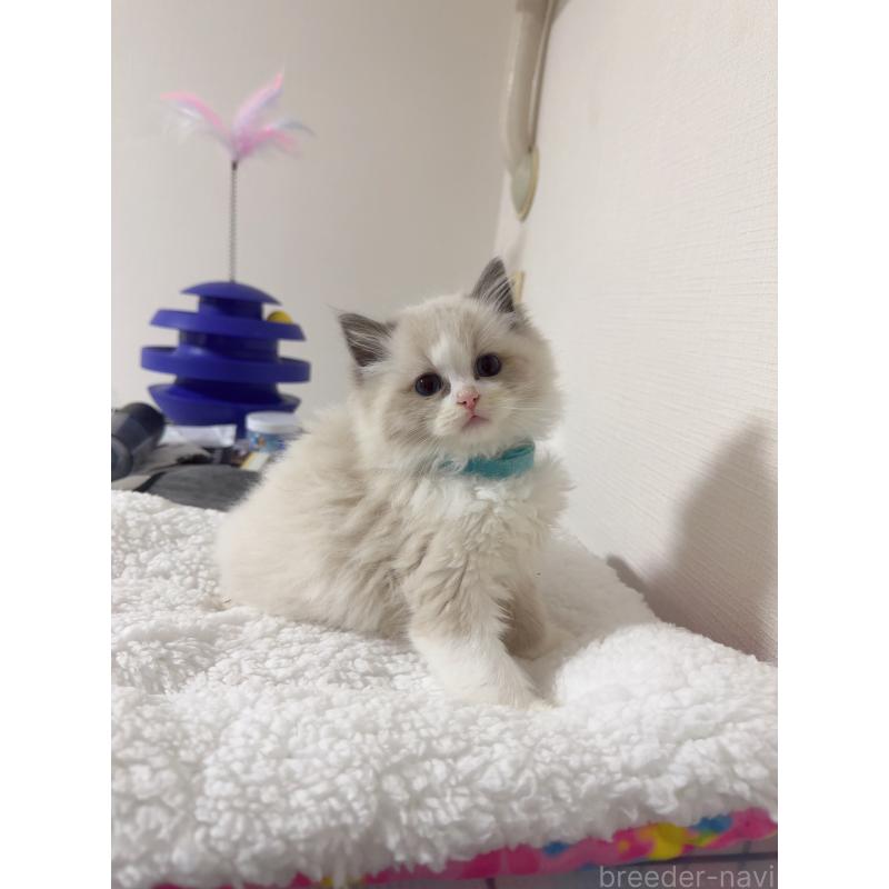 販売中の福岡県のラグドール-131397