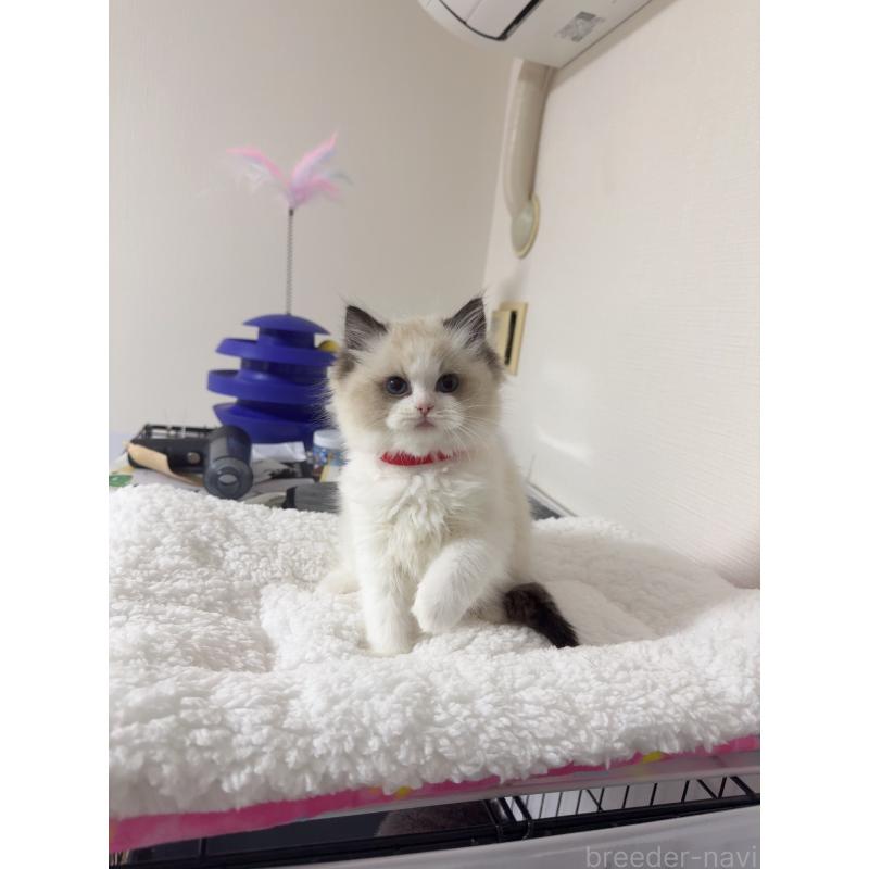 販売中の福岡県のラグドール-130334