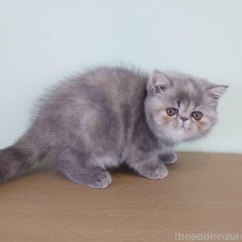 販売中の岡山県のエキゾチックショートヘア-132690の4枚目