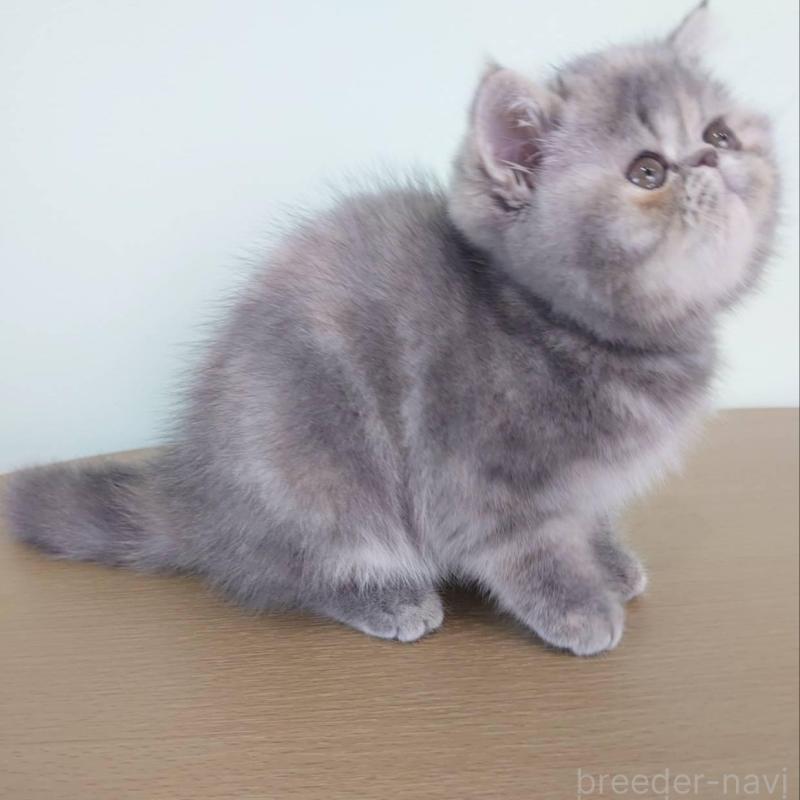 販売中の岡山県のエキゾチックショートヘア-132690の3枚目