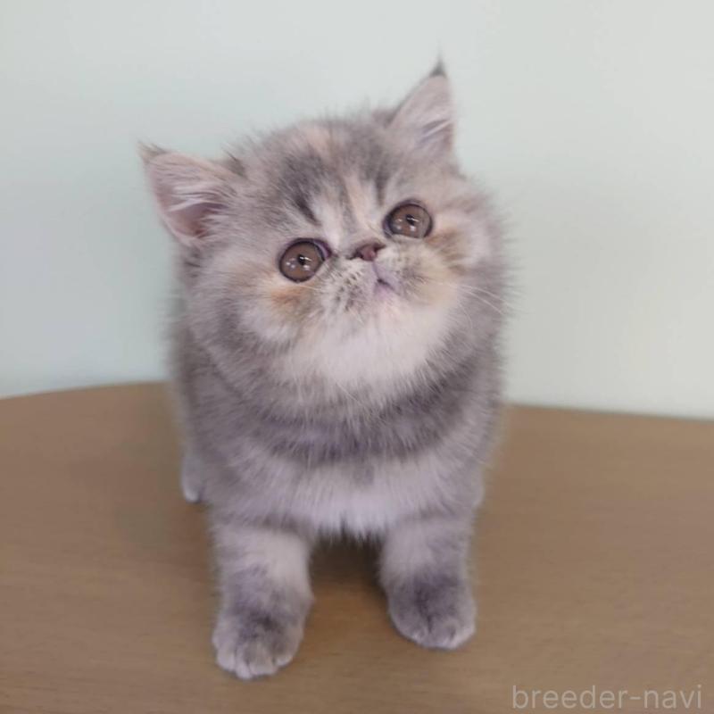 販売中の岡山県のエキゾチックショートヘア-132690