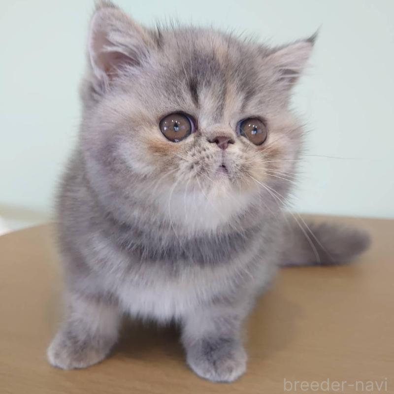 販売中の岡山県のエキゾチックショートヘア-132690の2枚目