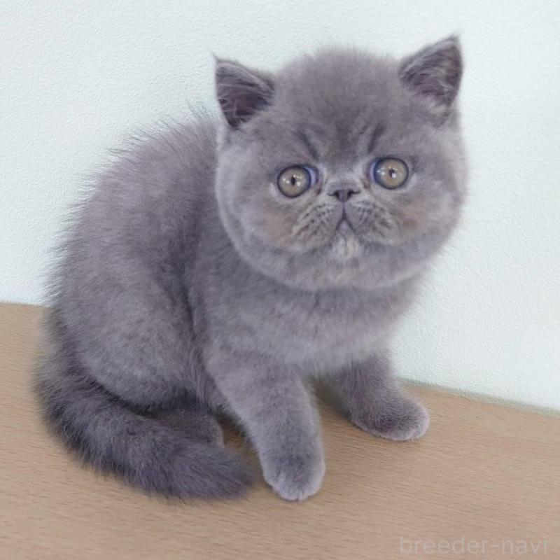 販売中の岡山県のエキゾチックショートヘア-132691の1枚目