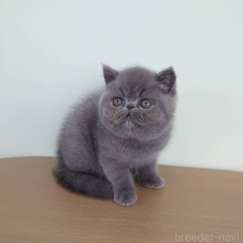 販売中の岡山県のエキゾチックショートヘア-132691の6枚目