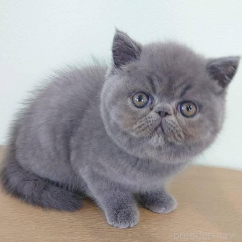 販売中の岡山県のエキゾチックショートヘア-132691の5枚目