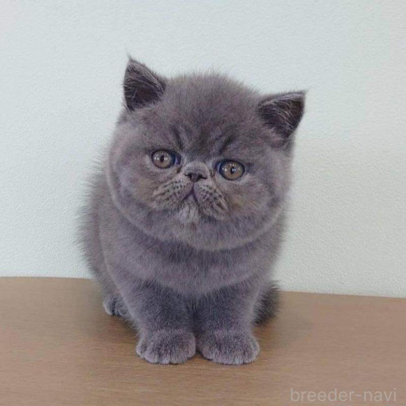 販売中の岡山県のエキゾチックショートヘア-132691の4枚目