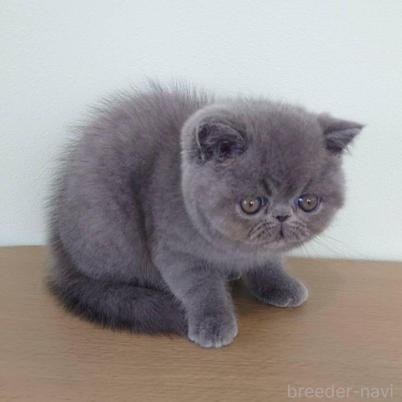 販売中の岡山県のエキゾチックショートヘア-132691の3枚目