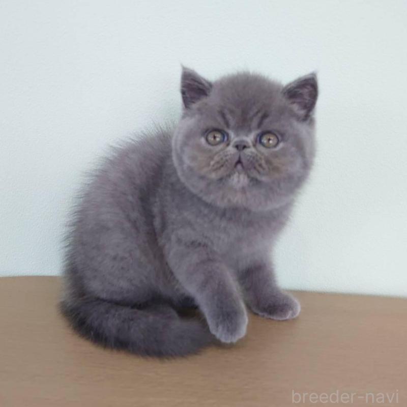 販売中の岡山県のエキゾチックショートヘア-132691の2枚目